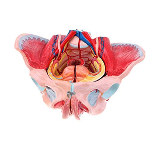 AYCDL Anatomisches Modell des Skeletts des weiblichen Beckens mit dem Nerv des Muskels für die wissenschaftlichen menschlichen Einrichtungen, abnehmbare Organe, 4 Teile von AYCDL