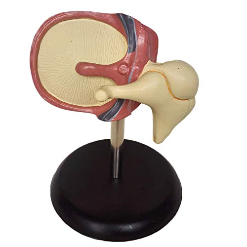 AYCDL Cochlear Modell Menschliches Ohr Modell Lehrressourcen-Modell Cochlear Simulation Ohrmodell Schule Unterricht Visualisierungswerkzeug von AYCDL