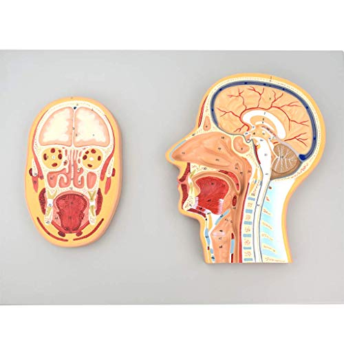 AYCDL Kopf-Mittelteil-Modell, mittelsagittaler Abschnitt, neurochirurgisches Modell, menschliches Gehirn, Anatomie-Modell für Anzeige von AYCDL