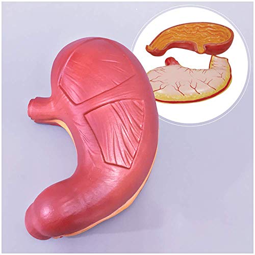 AYCDL Magenmodell Menschliches Organ Anatomisches Modell Magen Anatomie Modell Anatomisches Magen Darm Menschlicher Magen Wand Mukosa Speiseröhre Verdauungssystem Modell von AYCDL