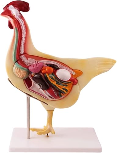 AYCDL Simuliertes Huhn-Halbgesicht, Kreuzschneiden und Rasieren von inneren Organen, Demonstration, Lehrhilfen, experimentelles Instrument, Abschnitt, Biologie, Lehrmodelle, Organmodell, Standard von AYCDL