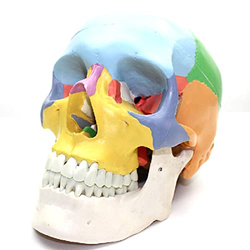 AYCDL Standard-Totenkopf-Zahnmodell, Skelettkopf, Studium, Unterricht, Anatomie, Simulationsbedarf, anatomisch, dekorativ von AYCDL