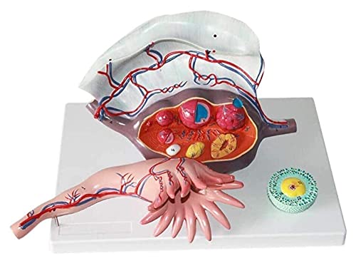 AYCDL Uterusorganmodell, weiblicher Eierstock, dreiteiliges anatomisches Modell, Harn- und Fortpflanzungssystem Anatomisches Modell von AYCDL