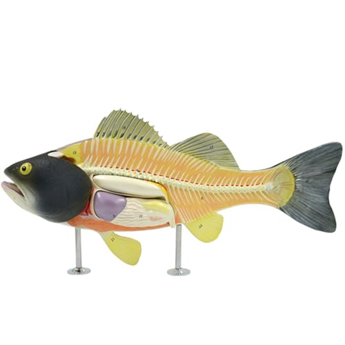 Fisch Anatomie Modell Anatomie Fisch Tiere Organe Anatomisches Modell Abnehmbare Miniatur Modelle Labor Liefert Pädagogische Werkzeuge von AYCDL