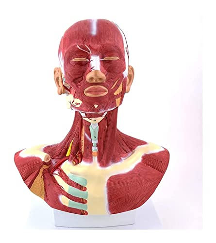 Menschliches anatomisches Skelettmodell und anatomisches Modell Musculos-Modell und Anatomie-Bildungsmuskeln zur Demonstration von AYCDL