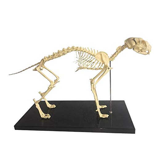 Pädagogisches Modell, Katzenskelett, 1:1 Kleintier, anatomisches Modell, Haustier, Katze, Knochen, Tierskelett, Exemplar, Anatomie, Veterinärunterricht, Tierskelett von AYCDL