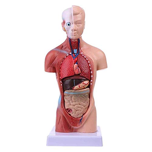 Studienmodell Menschliches Torsomodell Bildungs-viszerales Modell, Hirnorganrumpf Herz Abnehmbares 3D-Modell Waschbares PVC Geeignet für Heim- und Klassenzimmer Lernen Anatomisches Modell von AYCDL