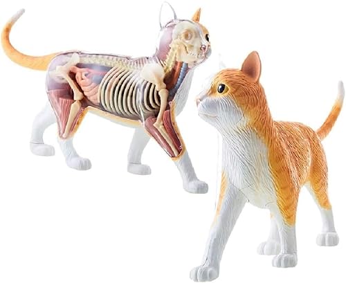 4D Skelett-Anatomie-Modellbausatz mit orangefarbenen Tabby-Katzen. Ein 30 cm langes Modell enthält 25 abnehmbare Organe und Körperteile und Präsentationsständer mit 28 Punkten von Aayahakawa