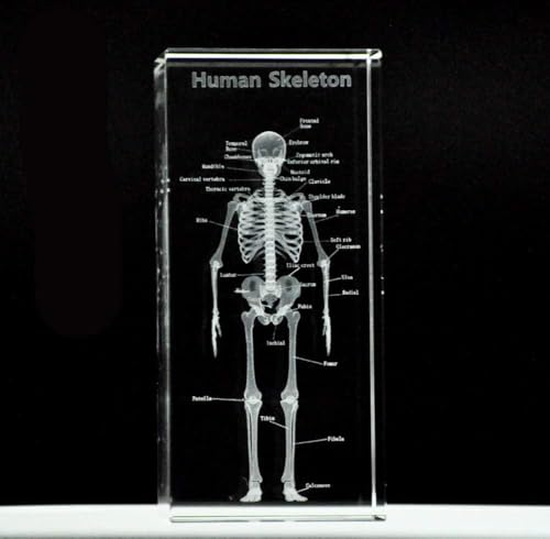 Menschliches Skelett Anatomisches Modell 3D Briefbeschwerer (Laser geätzt) in Kristallglaswürfel, wissenschaftliches Geschenk, inklusive LED-Basis, 7,9 x 5,1 x 5,1 cm von Aayahakawa