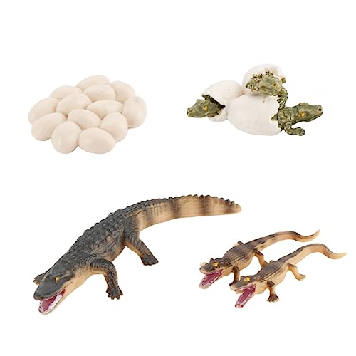 Abaodam 1 Satz Krokodil-wachstums Zyklus Kinderspielzeug Frösche Alligator- Krokodil-wachstumszyklus Roboter Tierische Tischplatte Lernspielzeug Für Tiere PVC von Abaodam