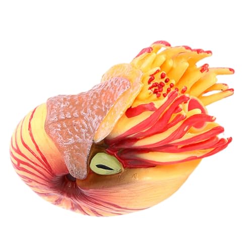 Abaodam Simuliertes Nautilus Modell aus Kunststoff Realistisches Meerestier für Deko Element für Aquarien und Lernspielzeug Fördert Kreativität und Farbkenntnis Abaodam Simuliertes Nautilus Modell aus Kunststoff Realistisches Meerestier für Deko Element für Aquarien und Lernspielzeug Fördert Kreativität und Farbkenntnis von Abaodam