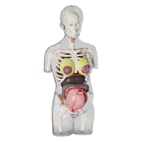 Anatomie Modell Für Kinder - Schwangerschaft Lernhilfen,Realistisches Anatomiemodell Zum Zusammenbauen, Bewegliche Skelettfigur, Lehrreiches -Lernspielzeug Für Schüler, Kinder, Anatomie Modell Für Kinder - Schwangerschaft Lernhilfen,Realistisches Anatomiemodell Zum Zusammenbauen, Bewegliche Skelettfigur, Lehrreiches -Lernspielzeug Für Schüler, Kinder, von Aizuoni