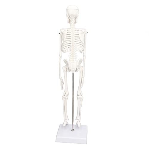 Akozon 45 cm Mini-Modell eines Menschlichen Skeletts mit Beweglichen Gelenken, PVC-Knochenstruktur und Abnehmbarem Design, Geeignet für Medizinstudenten, Chiropraktiker, von Akozon