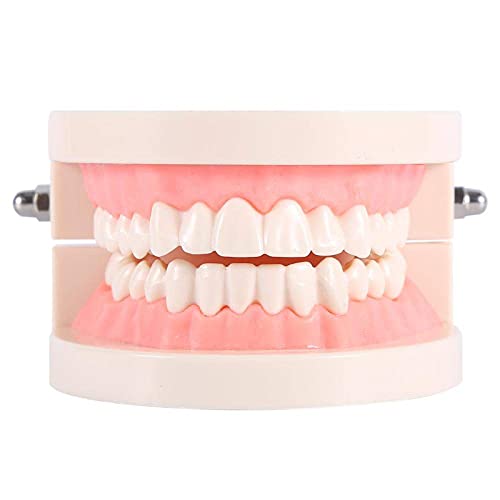 Akozon Zahnl 1pc PVC Dental Teaching Study Standardl Demonstration Unterrichten Sie Kinder beim Zähneputzen Standardzubehör für Erwachsene von Akozon