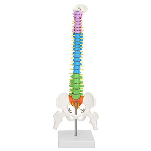 Neues Farbiges, Lebensgroßes, Flexibles Anatomisches Menschliches Skelett-Wirbelsäulenmodell mit Becken-Femur, 45 cm. Neues Farbiges Leben von Akozon