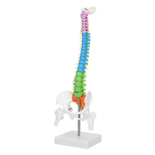 Neues Farbiges, Lebensgroßes, Flexibles Anatomisches Menschliches Skelett-Wirbelsäulenmodell mit Becken-Femur, 45 cm. Neues Farbiges Leben von Akozon
