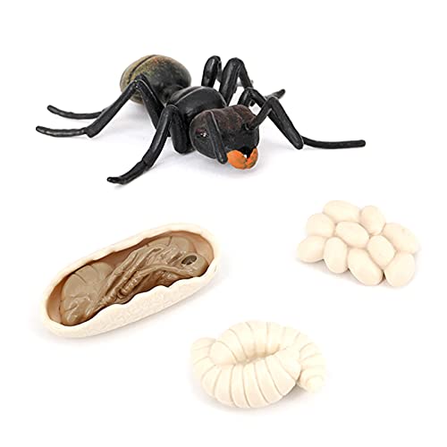 Aliaga Simulation Ameisen Tier Lebens Zyklus, Insekten Wachstums Zyklus Modell Leben Action Figuren PäDagogisches Kinder Spielzeug Schwarze Ameisen von Aliaga