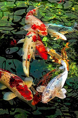 AmNooL Koi-Teich-Puzzle, Holzpuzzle, Puzzle Für Jugendliche, Lustiges Lernspiel, Vorschulspielzeug/3/(1000 Pieces) von AmNooL