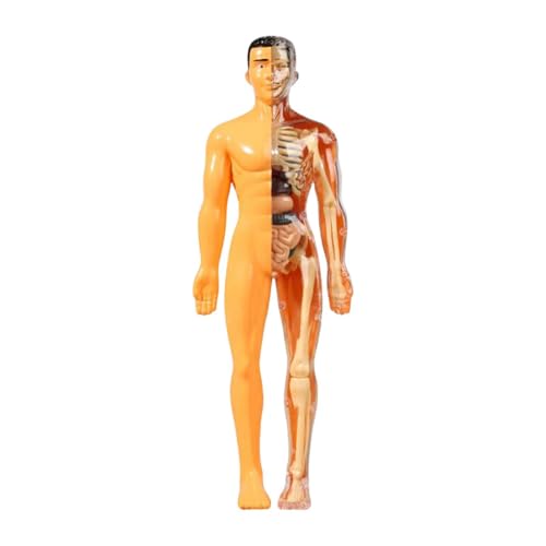 Amagogo Lernprop Human Body Model Body Organ Parts Science Kits Demonstrationstool Lehren Spielzeug für Studienwerkzeuglehrer Kinder Kinder, Transluzenz von Amagogo