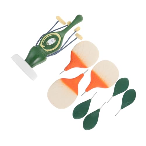 Amosfun Anatomisches Pfirsichblütenmodell Dicotyledon Pflanzenstruktur Unterrichtsmodell für Medizin Schulen Labor Lehrzwecke Amosfun Anatomisches Pfirsichblütenmodell Dicotyledon Pflanzenstruktur Unterrichtsmodell für Medizin Schulen Labor Lehrzwecke von Amosfun