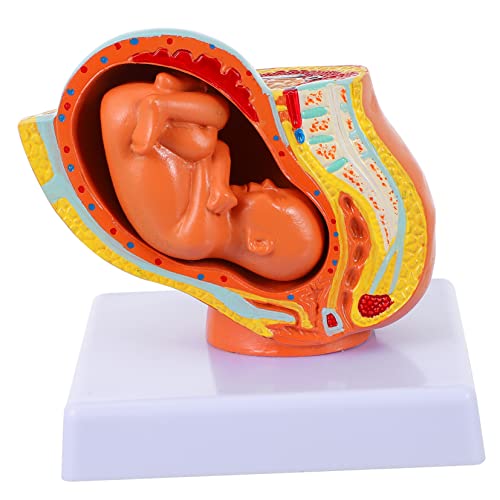 Anneome 1 Stück Embryo Modell Schwangerschafts Fötus Modell Vollzeit Schwangerschaftsmodell Weiblicher Uterus Embryo Fötus Entwicklungsmodell Vollzeit Fötus Modell Uterus Fötus Modell von Anneome