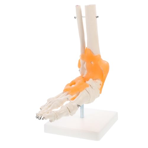 Anneome 1stk Mannequin Menschliches Fußskelettmodell Anatomisches Modell Menschlicher Skelettfuß Menschliches Skelettmodell Anatomie Modell Füße Gelenkgelenkmodell Werkzeug Pvc von Anneome