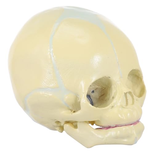 Anneome 1stk Schädel Kopfknochenmodell Des Kindes Anatomischer Kopfknochen Modell Des Menschlichen Körpers Tieranatomische Modelle Anatomiemodell Des Skeletts Mann Beige Pvc von Anneome