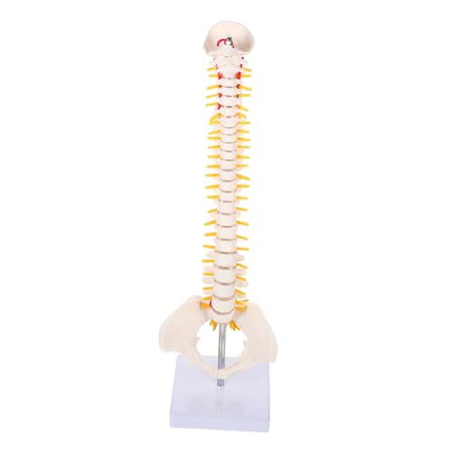 Anneome 1stk Wirbelsäulenmodell Flexibles Chiropraktisches Modell Menschliches Skelettmodell Demonstrationsmodell Der Wirbelsäule Modell Des Kreuzbeins Der Wirbelsäule Hüftgelenk Pvc Weiß von Anneome