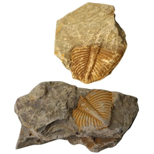 Anneome 2st Trilobiten- -dekor Lernspielzeug Trilobiten-modell Trilobiten-schwanzfelsen Trilobiten-exemplar Paläontologisches Modell Schüler Unterrichten Trilobit-probe von Anneome