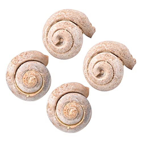 Anneome 4 Stück Gastropodenschnecke Modell Dekor Dekoration Schüler Lehrprobe Schmuck Simulationsmodell Probe Desktop Ornament Lernspielzeug Lehrmittel Kinderspielzeug von Anneome