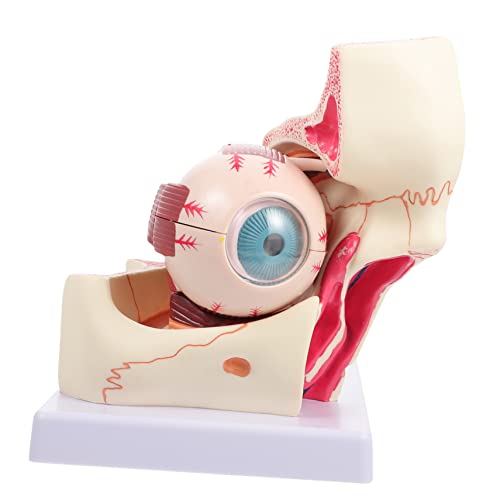 Anneome Augenmodell menschliches auge modell medizinisches Augapfelmodell anatomischer Apparat Modell des menschlichen Augapfels Anatomie des Augapfels Augapfel-Anatomie-Modell PVC von Anneome