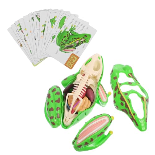 Anneome Miniatur-3d-frosch-puzzle-spielzeug Mit Lebensechter Anatomie Für Kinder Lernspielzeug von Anneome