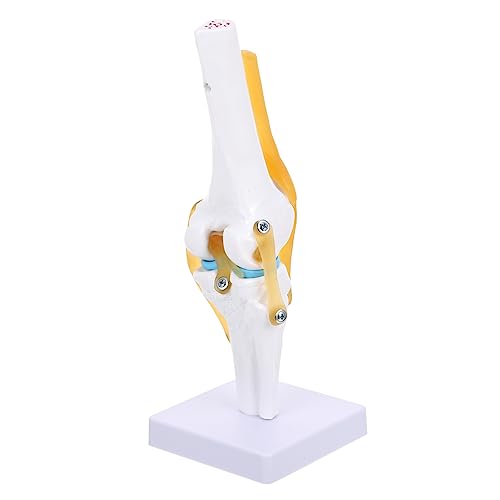 Anneome Gemeinsames Modell Anatomisches Modell Modelle Für Den Anatomieunterricht Menschliches Medizinisches Anatomiemodell Menschliches Kniegelenk 3d-kniemodell Knie Modell Pvc von Anneome