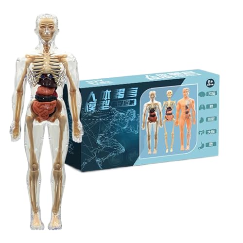 Arroopu Menschliche Anatomie für Kinder, interaktives 3D-Knochen-Set, pädagogische Werkzeuge für Jugendliche, Kinder, Teenager, Vorschule, Grundschule, Klassenzimmer, Lehrer, Heimschule Arroopu Menschliche Anatomie für Kinder, interaktives 3D-Knochen-Set, pädagogische Werkzeuge für Jugendliche, Kinder, Teenager, Vorschule, Grundschule, Klassenzimmer, Lehrer, Heimschule von Arroopu