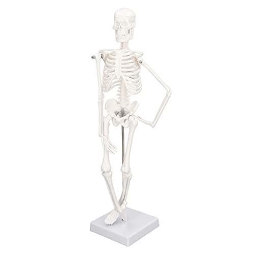 Abnehmbares Skelett Modell, 45CM Mini-menschliches Skelett Modell mit Beweglichen Armen, Beinen und Stand, Studium der Anatomie des Kleinen Skeletts Ystems, Physiologie Halloween von Asixxsix