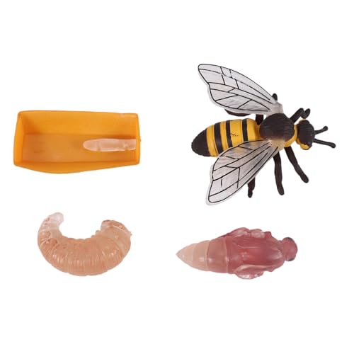 Asuinxurr Packung mit 4 Insekten Figuren Lebens Zyklus der Honigbiene Realistische Insekten Figuren Spielzeug PäDagogisches Modell Spielzeug von Asuinxurr