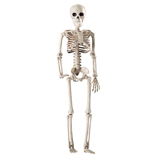 Asukohu 36 cm menschliches Halloween-Schädel-Skelett-Dekoration, anatomisches Modell von Asukohu