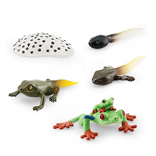 Aublinto Tierlebenszyklus Figuren von Frosch Lachs-Fisch Mini Tierfrosch PVC Simulation Tierfiguren Spielzeug Biologie Wissenschaft Gartenfigur Wachstum Stadium Modell Lernspielzeug für Kinder 36g von Aublinto