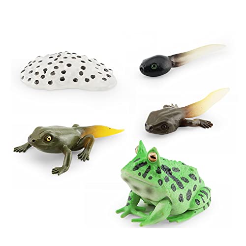 Aublinto Tierlebenszyklus Figuren von Frosch Lachs-Fisch Mini Tierfrosch PVC Simulation Tierfiguren Spielzeug Biologie Wissenschaft Gartenfigur Wachstum Stadium Modell Lernspielzeug für Kinder 53g von Aublinto