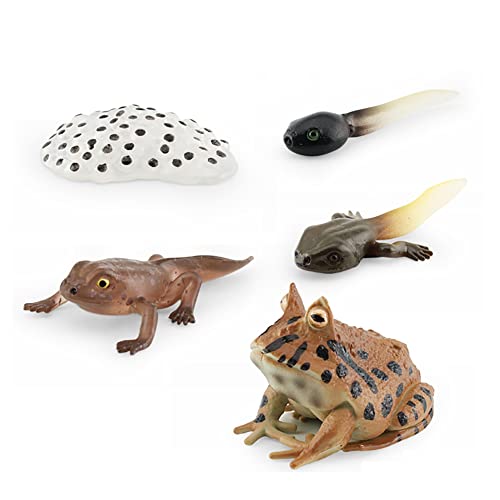 Aublinto Tierlebenszyklus Figuren von Frosch Lachs-Fisch Mini Tierfrosch PVC Simulation Tierfiguren Spielzeug Biologie Wissenschaft Gartenfigur Wachstum Stadium Modell Lernspielzeug für Kinder 53g von Aublinto