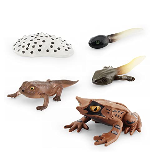 Aublinto Tierlebenszyklus Figuren von Frosch Lachs-Fisch Mini Tierfrosch PVC Simulation Tierfiguren Spielzeug Biologie Wissenschaft Gartenfigur Wachstum Stadium Modell Lernspielzeug für Kinder 56g von Aublinto