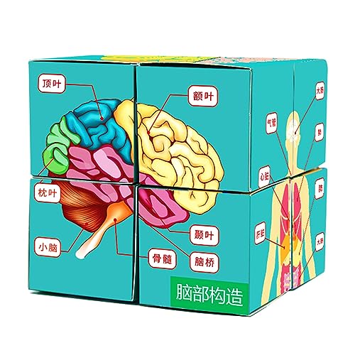 Kinder Wissenschaft Entwicklung Spielzeug Menschlicher Körper Puzzle Karte Kind Hause Schule Demonstration Spielzeug Menschliche Anatomie Puzzle Würfel Karte von Avejjbaey