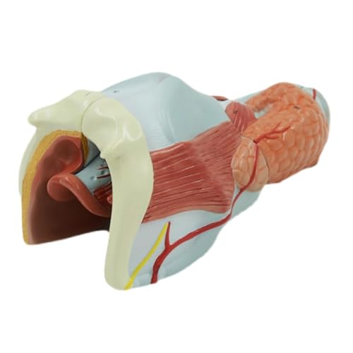 Anatomisches Kehlkopf-Herz-Lungen-Modell des menschlichen Atmungssystems. Medizinisches anatomisches menschliches Organmodell. Throa-Herz- und Lungenstrukturmodell for die Wissenschaft von BALENFAY