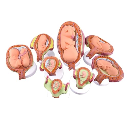 Anatomisches Modell der menschlichen fetalen Entwicklung – Anatomie der Schwangerschaft des Babys und des Fötus, Schwangerschaftsserie im Labor – Embryonal, Set mit 8 anatomischen Modellen for Schule von BALENFAY