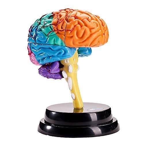 Anatomisches Modell des menschlichen Gehirns - Anatomisches Modell menschlicher Organe - Abnehmbare Teile Anatomisches Modell des Gehirns - for Studienpräsentationen Medizinisches Modell, Laborausrüst von BALENFAY