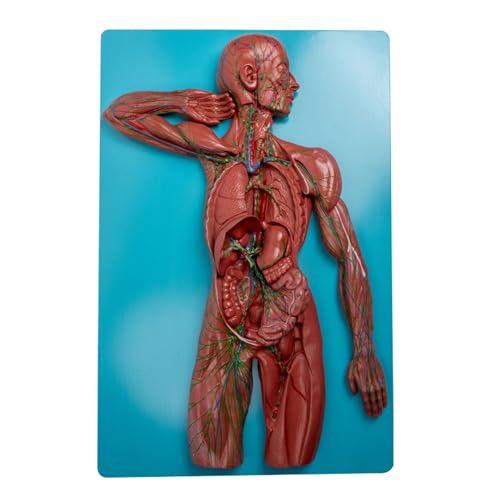 Anatomisches Modell des menschlichen Immunsystems, Studienmodell, Modell des Lymphsystems, Anatomisches Modell des menschlichen Organs, Anatomisches Modell des Immunsystems for den naturwissenschaftli von BALENFAY