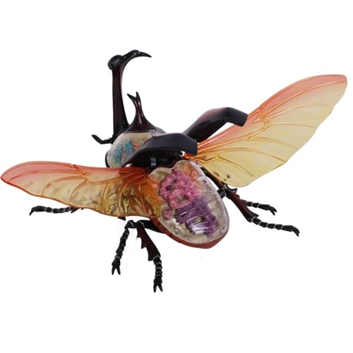 BALENFAY 4D-Käfer-Anatomiemodelle, innere Organe, Skelettgruppen-Montagemodell, abnehmbare Simulation, Tier, Insektenpuppe, Dekoration, medizinische Modelle von BALENFAY
