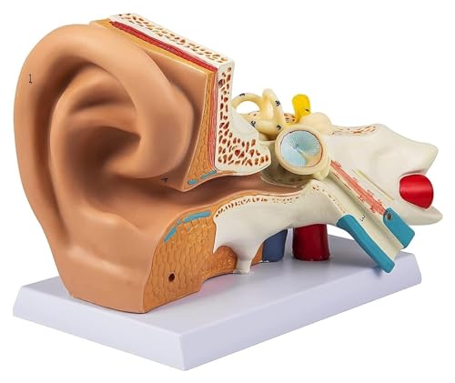 5-fach vergrößertes Modell des menschlichen Hörsystems. Anatomie des menschlichen Ohrs mit Darstellung des Außen-, Mittel- und Innenohrs mit Basisorganen. von BALENFAY