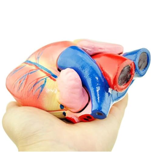 BALENFAY Anatomisches 3D-Modell des menschlichen Herzens – lebensgroßes Herzanatomiemodell – menschliches Herz for Anatomie-Lernen, Lehren, Vorführen, Laborbedarf von BALENFAY