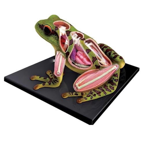 BALENFAY Anatomisches Froschskelettmodell, Sezierset for simulierte Frösche, 4D-Tieranatomie for naturwissenschaftliche Unterrichtsexperimente von BALENFAY